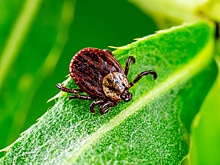 Роспотребнадзор объяснил ситуацию с еще одной клещевой инфекцией - риккетсиозом