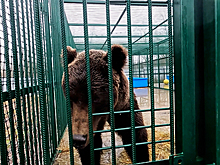В Ленобласти выхаживают двух бурых медведей из Дагестана
