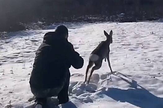 Полицейские спасли косулю