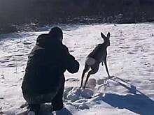 Полицейские спасли косулю