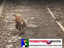 В Тольятти обезьяна напала на ребенка