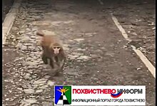 В Тольятти обезьяна напала на ребенка