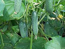 Дачникам подсказали способы вырастить негорькие огурцы