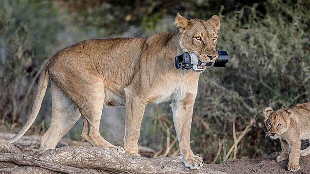Львица превратила фотоаппарат в новую игрушку для своих львят