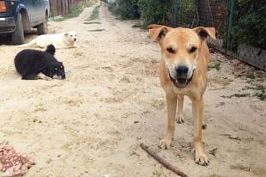 Собачья жизнь в Тукаевском районе: псы преследуют детей и убивают кроликов