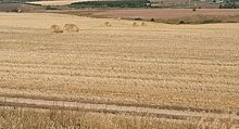 Зерно продаю сразу, покупатель готов брать его с повышенной влажностью: мнение из свежего опроса алтайских фермеров