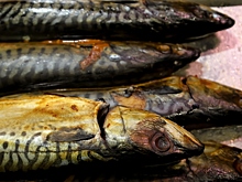 Японская, атлантическая, африканская: почему «скумбрия» в магазине — это лотерея