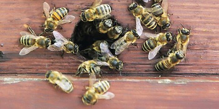 С чем связана массовая гибель пчел в России