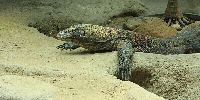 Застрявшего в бутылке варана спасли в Индии