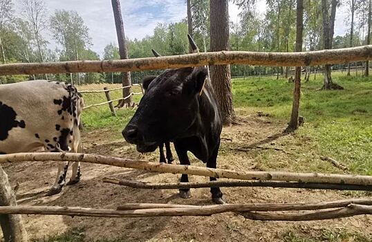 Бетулин из бересты для кормовой добавки КРС будет производиться в Ярославской области