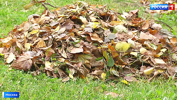 Мусор или удобрение: правила уборки листьев в этом году могут поменять