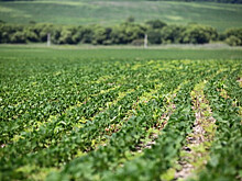 Ценных земель в Приморье станет больше