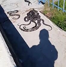 Видео со змеями не впечатлило жителей Владивостока