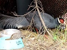 В Калининградском зоопарке фазаниха высидела яйцо цесарки