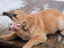 В Волгограде запустят мобильный ветеринарный комплекс для Донбасса и Новороссии