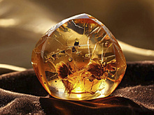 Большие янтарные камни обнаружили туристы в Калининграде