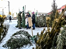 Омские лесхозы заготовят к Новому году 30 тысяч елей и сосен — обычно раскупается только 20 тысяч