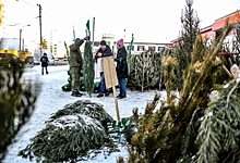 Омские лесхозы заготовят к Новому году 30 тысяч елей и сосен — обычно раскупается только 20 тысяч