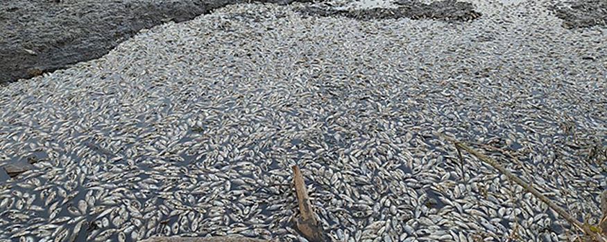 Из-за слива воды из пруда Белгородской области погибли тысячи рыб