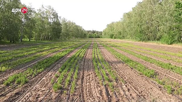 Вырастить и восполнить лес