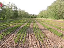 Вырастить и восполнить лес