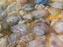 «Кладбище медуз» вызвало отвращение у россиян