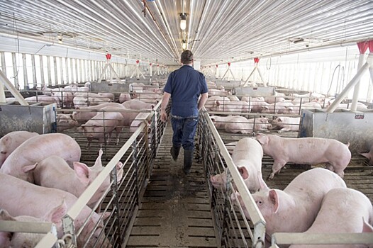 Американской свинине закрыли доступ на рынок Китая