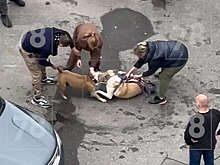 В Петербурге женщина заявила в полицию на хозяйку собаки, напавшей на ее пса