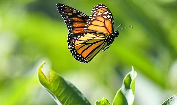 Бабочки монархи находятся на грани полного вымирания