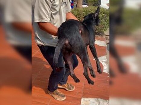 «Очень сложно было»: Элвин Грей пытался спасти умирающую собаку в Таиланде