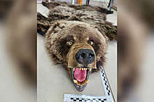 В Иркутской области иностранка пыталась вывезти из РФ шкуру медведя и попалась