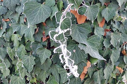 «Оранжевый» уровень погодной опасности объявлен в Подмосковье