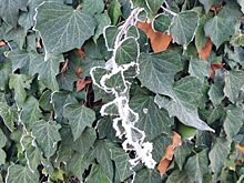 «Оранжевый» уровень погодной опасности объявлен в Подмосковье