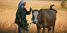 Ателье, теплица и корова Доченька. Как социальный контракт помогает семьям