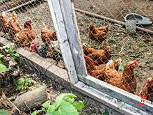 Россиян уличили в чрезмерном потреблении яиц