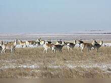 В степях Забайкальского края перезимовало порядка 120 тысяч дзеренов