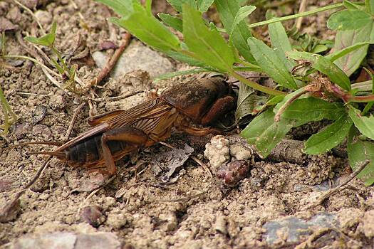 Названы способы избавиться от опасного вредителя на даче