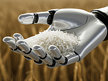 В Китае рис превратили в метаматериал для робототехники