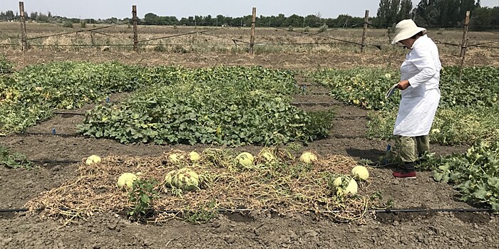 Лучшая ягода: астраханские фермеры начали сбор арбузов