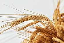 Омские сорта яровой мягкой пшеницы проходят сортоиспытания в Казахстане