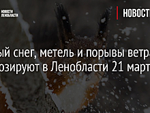 Погода в Ленобласти 21 марта: ожидается мокрый снег, метель и порывы ветра