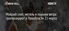 Погода в Ленобласти 21 марта: ожидается мокрый снег, метель и порывы ветра