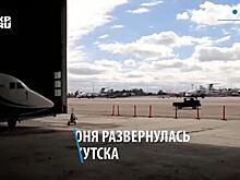 Кот сбежал из багажного отсека самолета и загонял сотрудников аэропорта в России