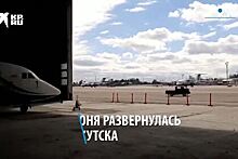 Кот сбежал из багажного отсека самолета и загонял сотрудников аэропорта в России