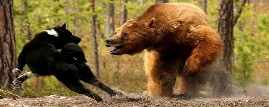 В Район «Пионерный» в Магадане пришел медведь
