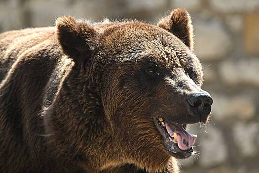 Медведь вышел на «пробежку» в российском городе и попал на видео