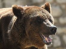 Нашествие медведей на российские города объяснили