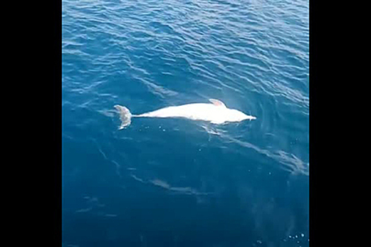 Попавший на видео мертвый дельфин в Черном море расстроил пользователей сети