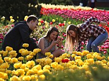 Летом столица расцветет петуньями и бегониями