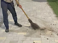 Жители Кисловодска жалуются на навозные кучи в городе от свободно гуляющих коров и лошадей